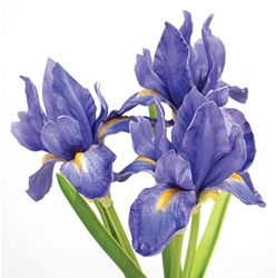 Blue Iris Cluster
