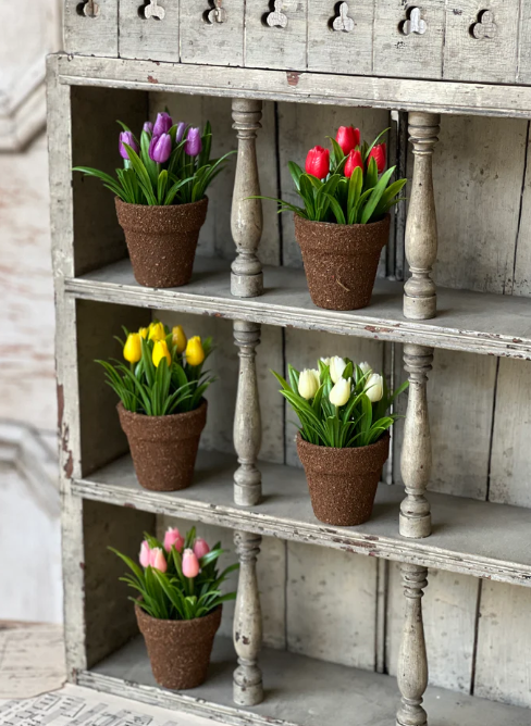 Violet Teacup Tulip