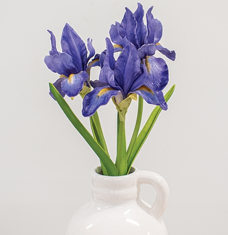 Blue Iris Cluster