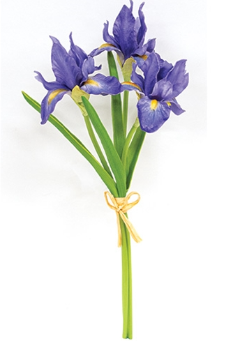 Blue Iris Cluster