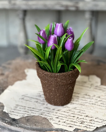 Violet Teacup Tulip