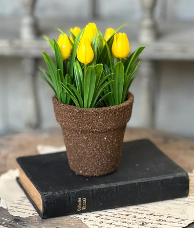 Yellow Teacup Tulip