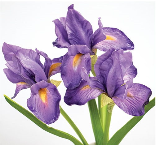 Purple Iris Cluster
